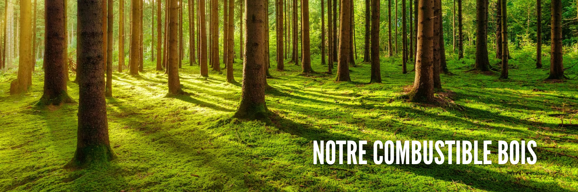 Foret avec des sapins